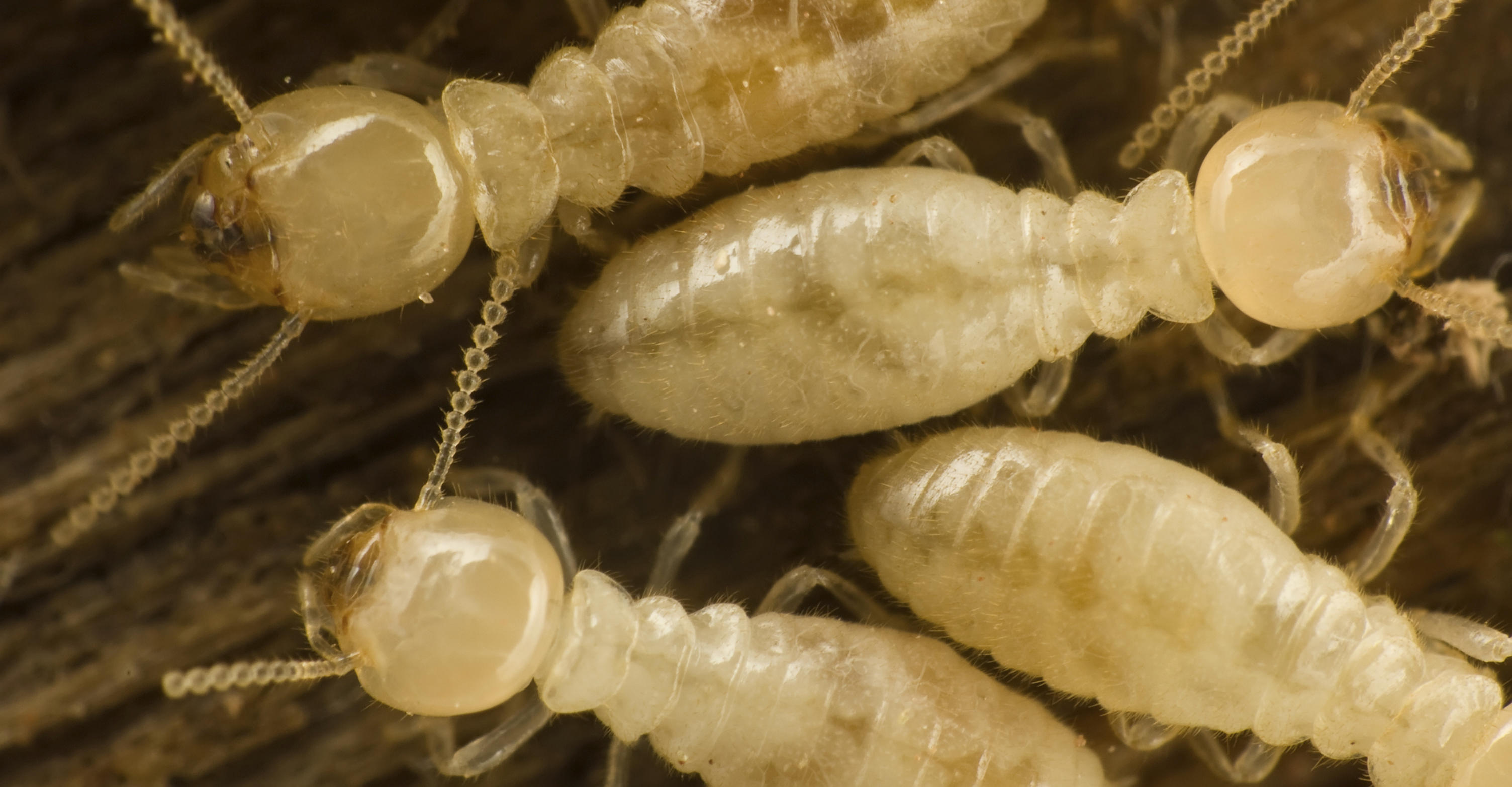 Exploring The Complexity Of Termites The MultiCellular Nature Of