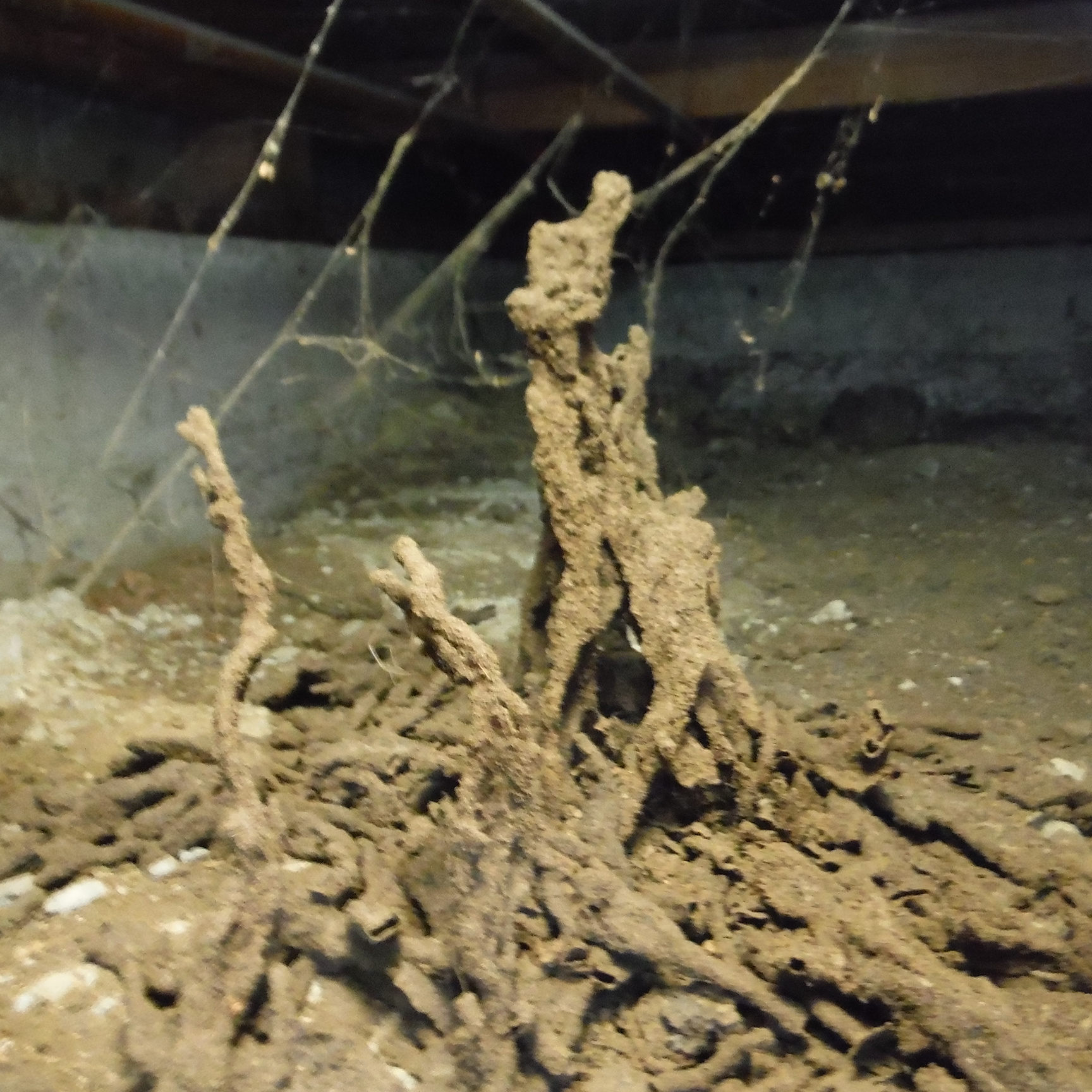 Protect Your Home From Termites In Pine Mountain Club California Mast
