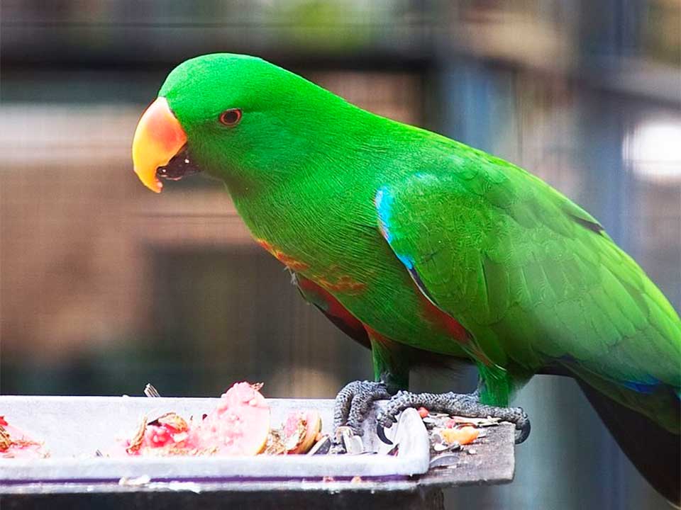Are Kiwi Seeds Safe For Eclectus Parrots? Master Parrot