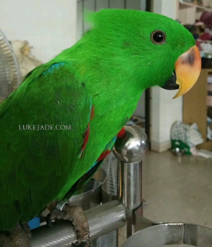 Eclectus Parrots The Pros And Cons Of Keeping These Fascinating Birds As Pets Master Parrot