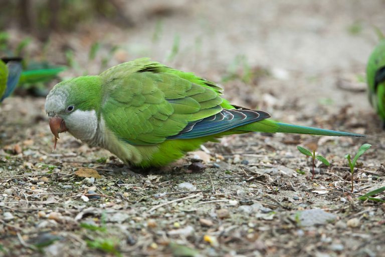 Can Eclectus Parrots Eat Celery? Master Parrot