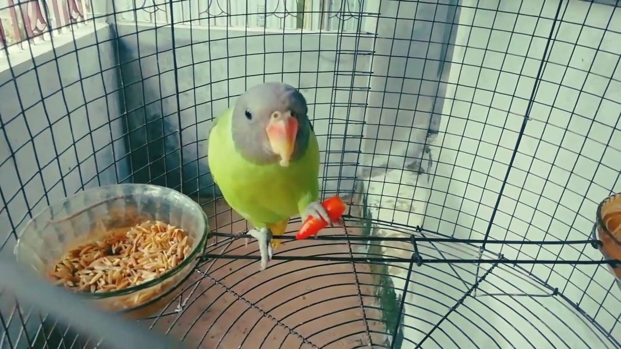 Eclectus Birds Can’t Eat Coconuts Master Parrot