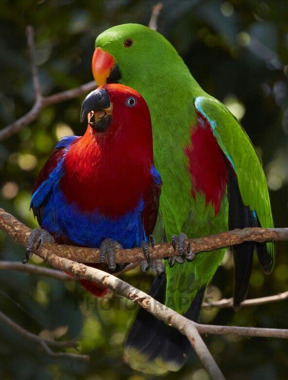 Can Eclectus Parrots Eat Figs? Master Parrot