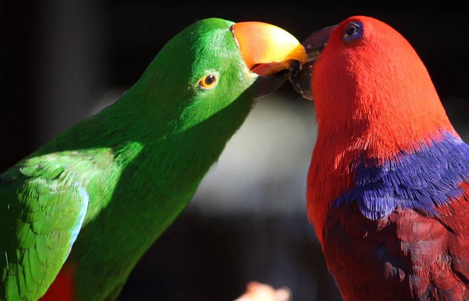 Can Parrots Eat Capsicum? Master Parrot
