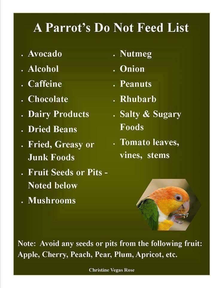 Can Parrots Eat Capsicum? Master Parrot