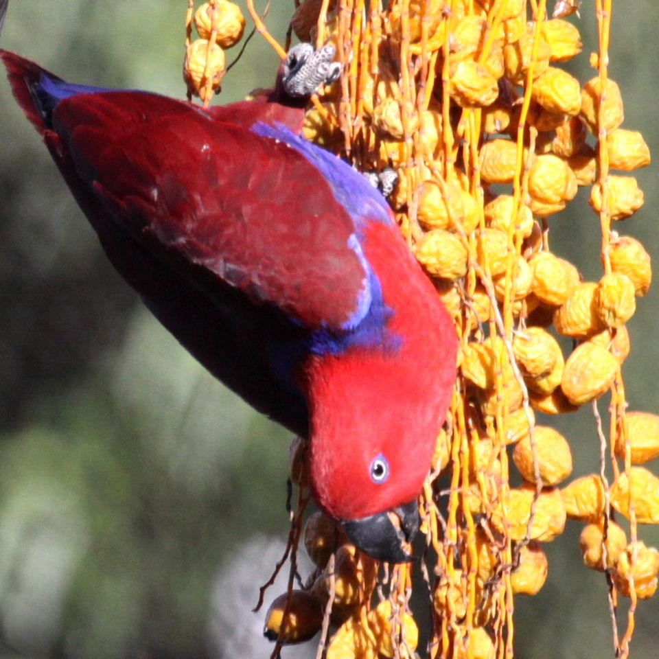 Can Eclectus Parrots Eat Cherries? Master Parrot
