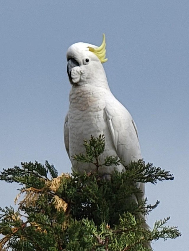 Everything You Need To Know About Keeping An Eclectus Parrot As A Pet