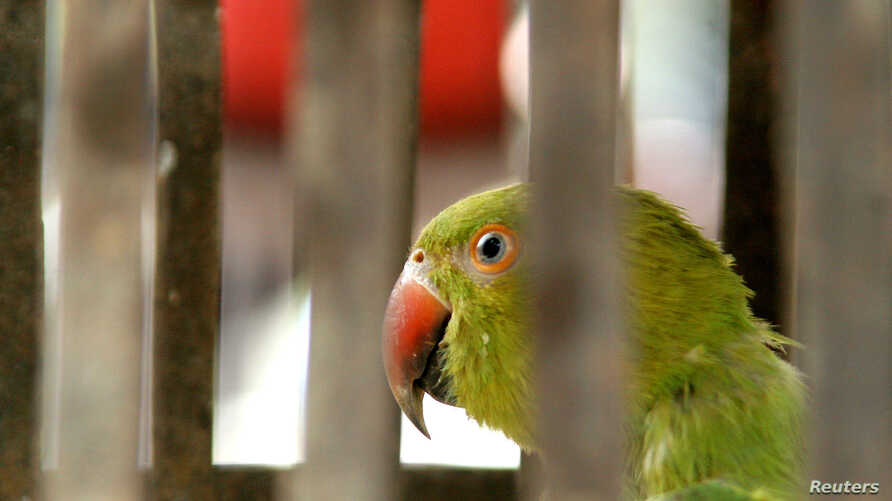 Is Silicone Harmful To Eclectus Parrots? Master Parrot