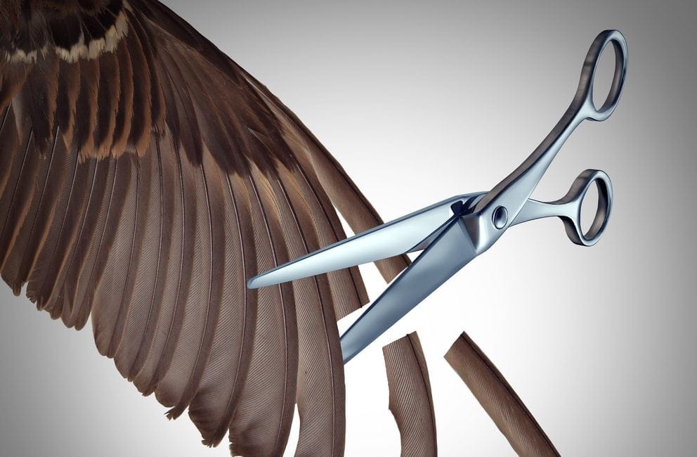 Should I Clip My Eclectus Wings Master Parrot