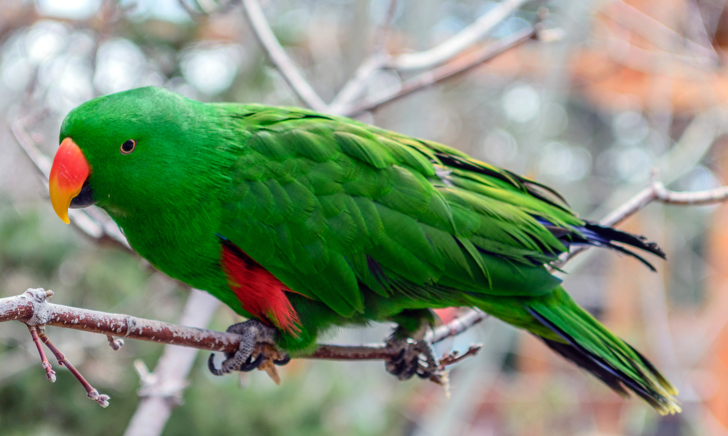 Everything You Need To Know Before Owning An Eclectus Parrot Master