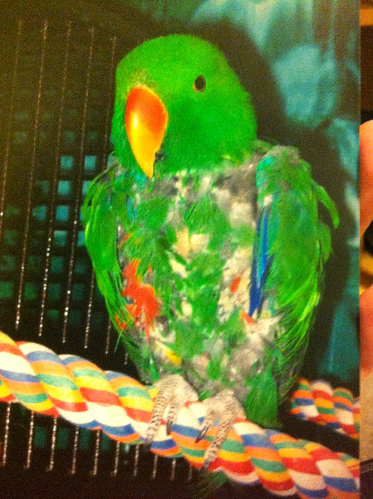 Eclectus Master Parrot