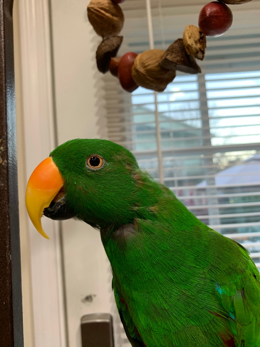 Is Your Eclectus Parrot Losing Feathers? Here’s What To Do Master Parrot