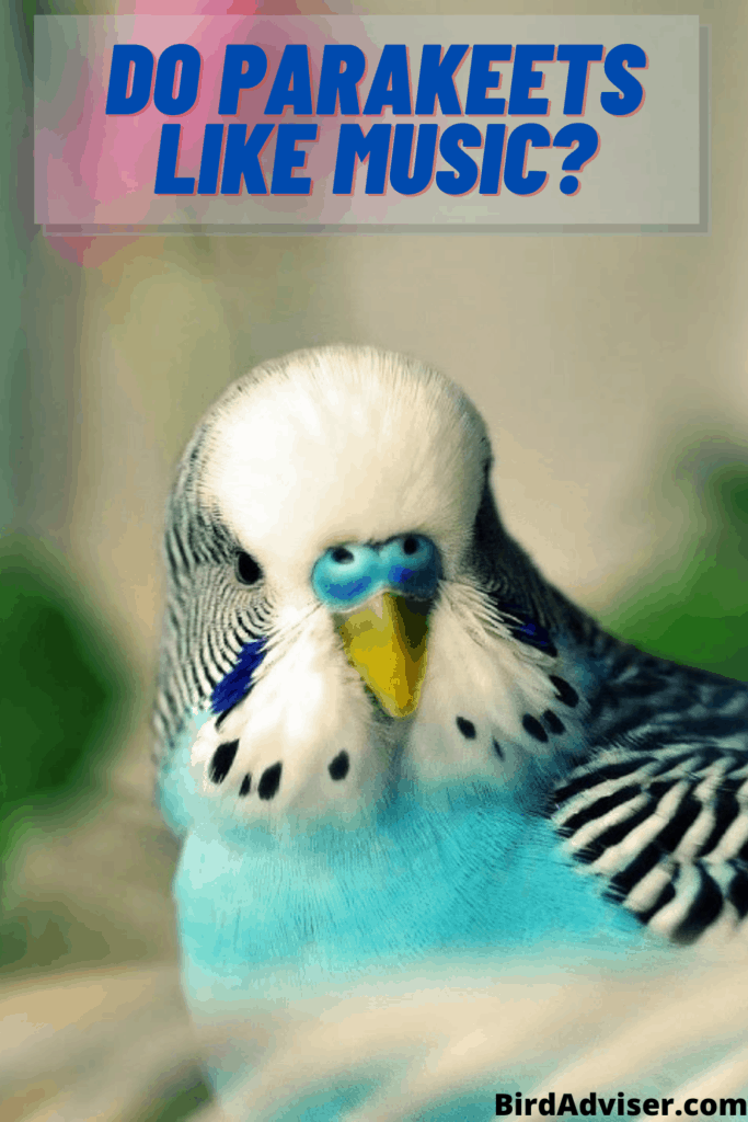 How Do Parakeets Feel About Music? Master Parrot