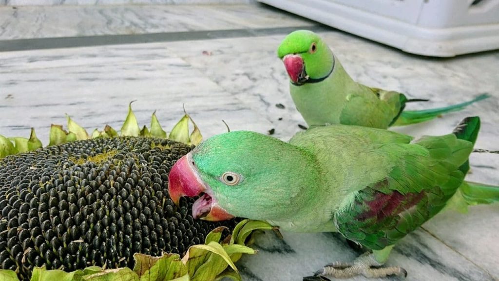 Can Parakeets Eat Sunflower Seeds? Master Parrot