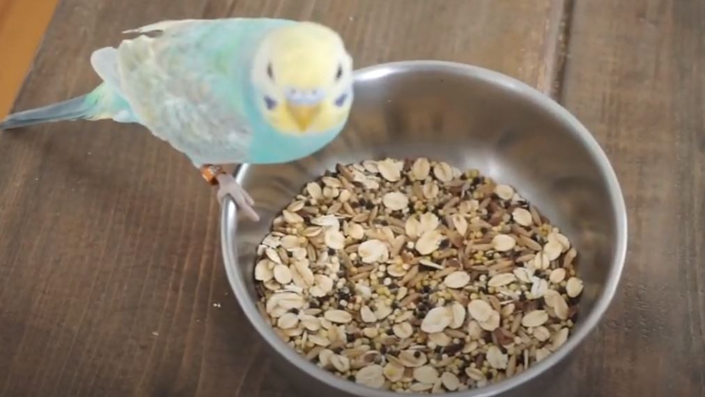 Can Parakeets Eat Sunflower Seeds? Master Parrot