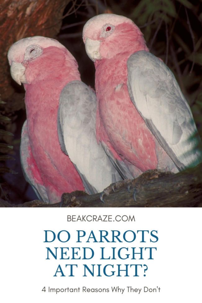 Do Parakeets See In The Dark? Master Parrot