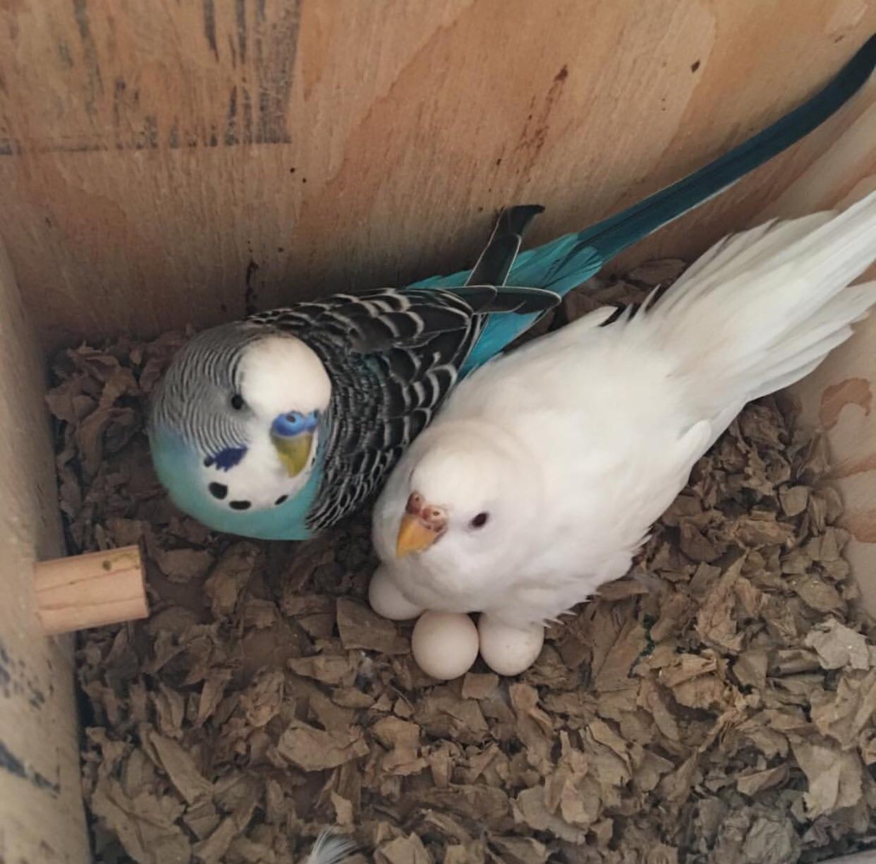Why Is My Parakeet Laying Unfertilized Eggs? Master Parrot