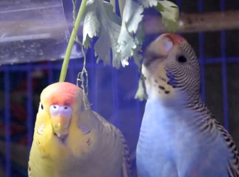 Is Cilantro Safe For Parakeets? Master Parrot