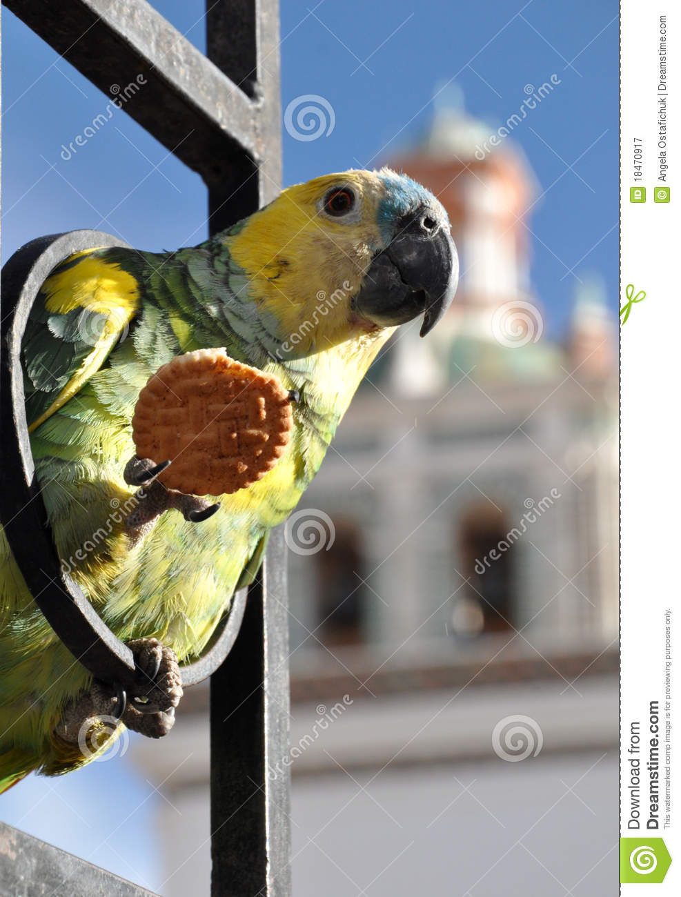 Don’t Share Your Crackers With Your Pet Parakeet Master Parrot