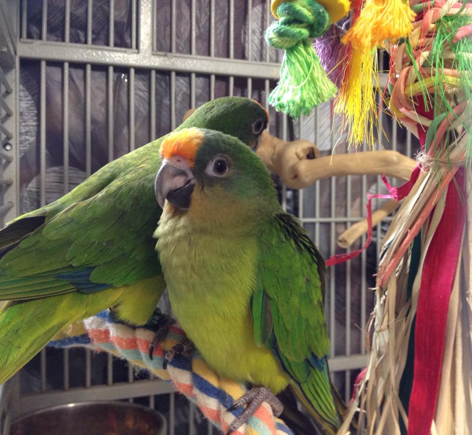 Can Parakeets Eat Peaches? Master Parrot