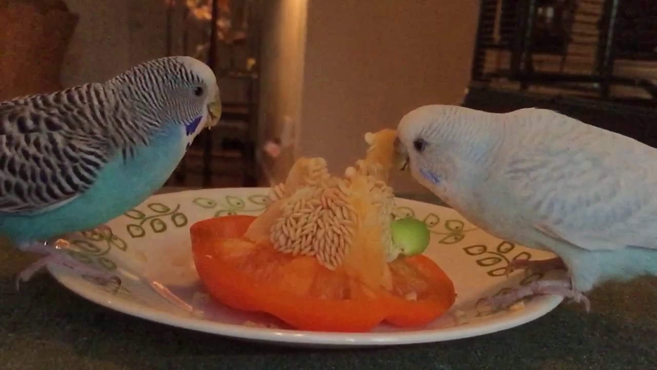 The Benefits Of Bell Peppers For Parakeets Master Parrot