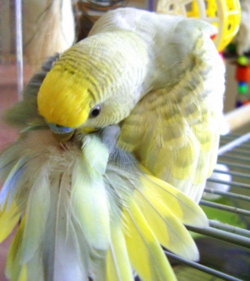 Does My Parakeet Smell? Master Parrot