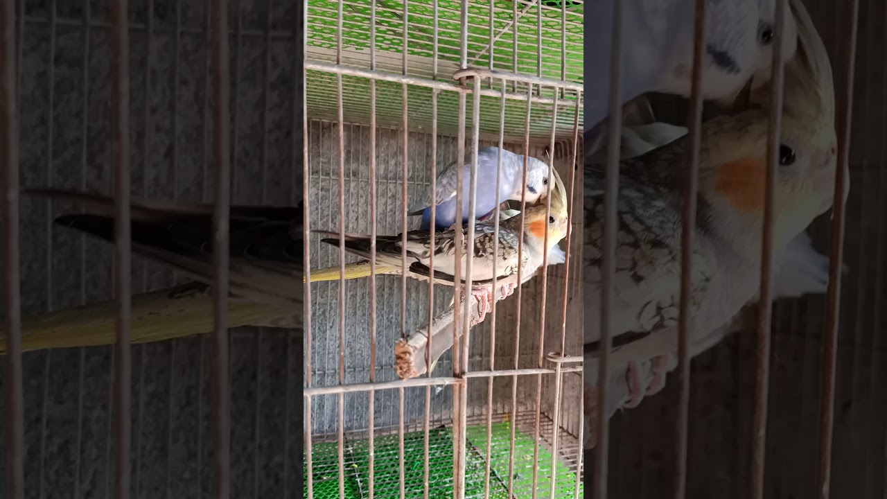 The Key Differences Between Lovebirds And Parakeets Master Parrot