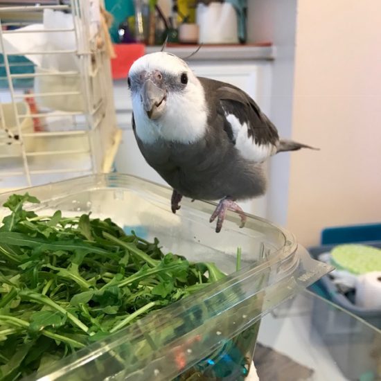 Is Arugula Safe For Parakeets? Master Parrot