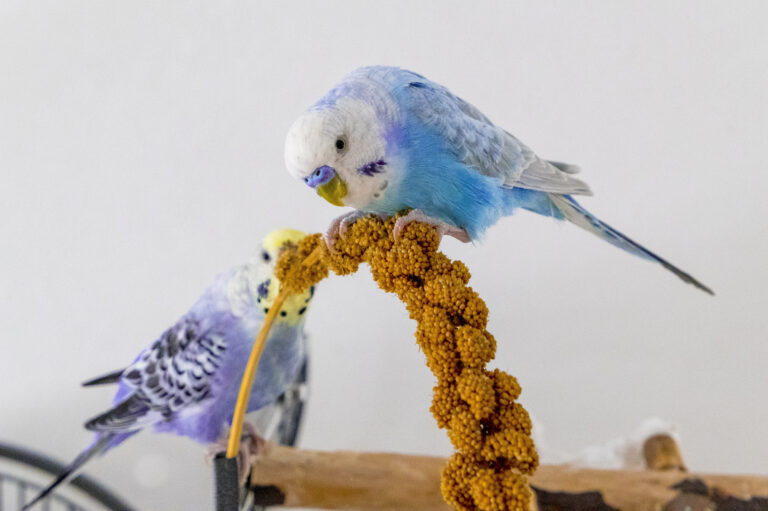 Can Parakeets Eat Quinoa Master Parrot