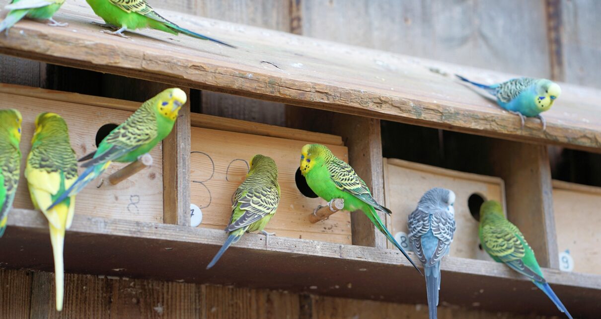 Do Parakeets Need A Nest To Sleep? Master Parrot