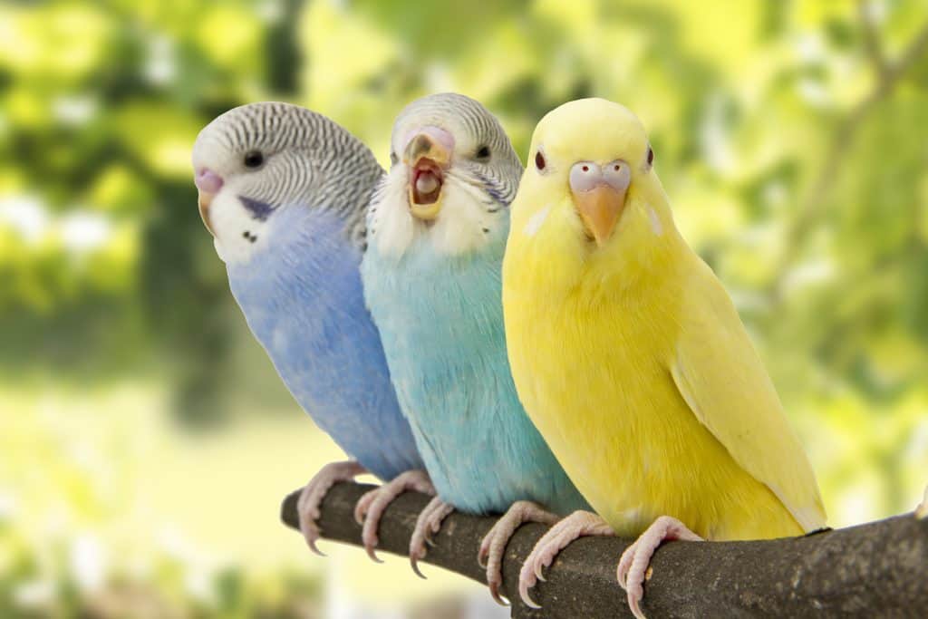 Yes Petsmart Sells Parakeets! Here’s What You Need To Know Before You