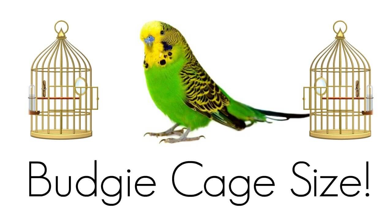 The Best Cage For Your Parakeet Master Parrot