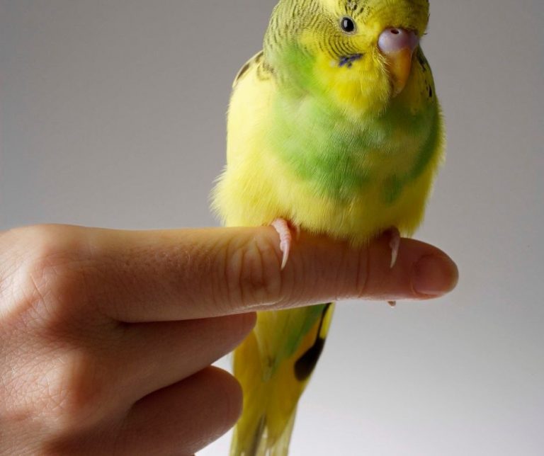 Why Does My Parakeet Keep Opening And Closing Its Beak? Master Parrot
