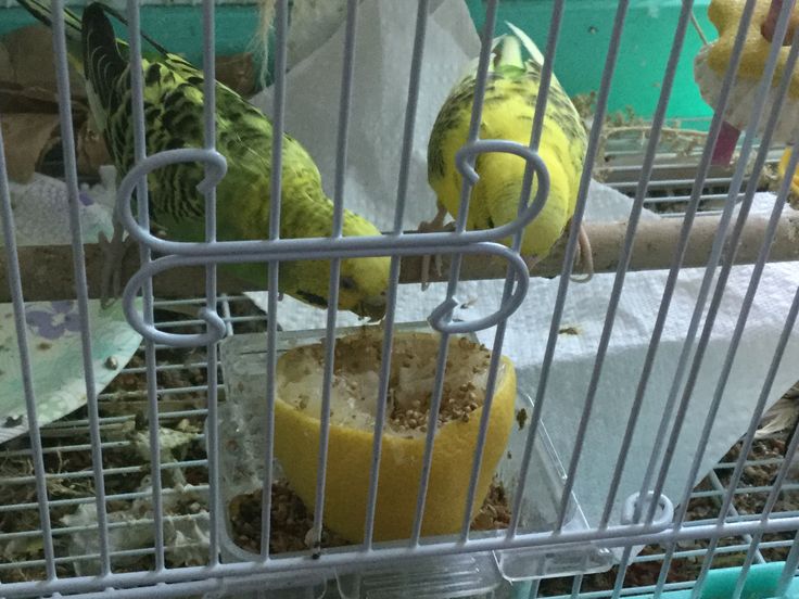 Can Parakeets Eat Lemons? Master Parrot