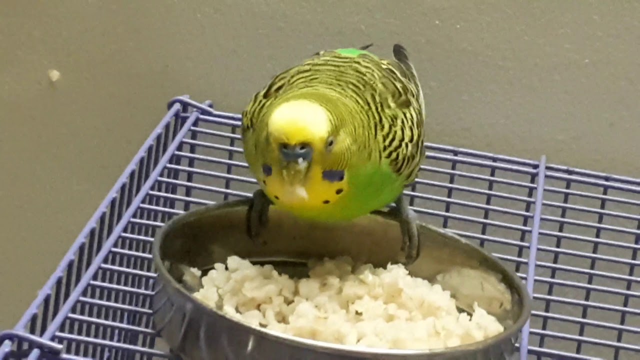 Pretzels And Parakeets How To Determine If Pretzels Are Safe For Your