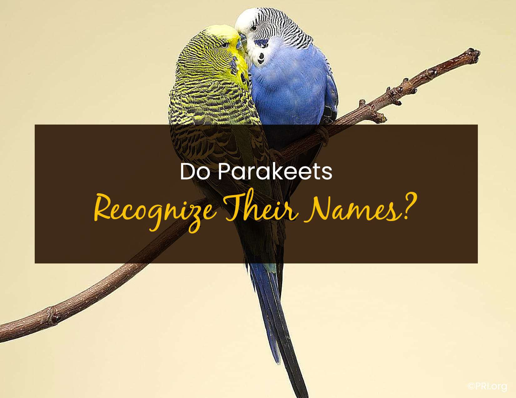 The Evidence That Suggests Parakeets May Know Their Own Names Master