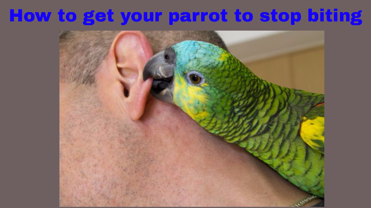 How To Stop Your Parakeet From Biting Master Parrot