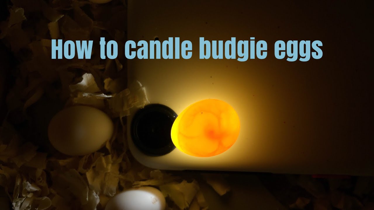 How To Candle Parakeet Eggs Master Parrot