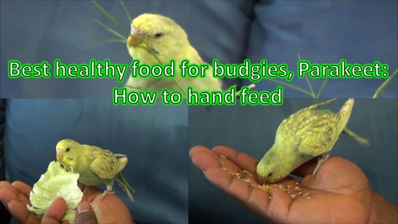 What Foods Are Safe For Parakeets Master Parrot