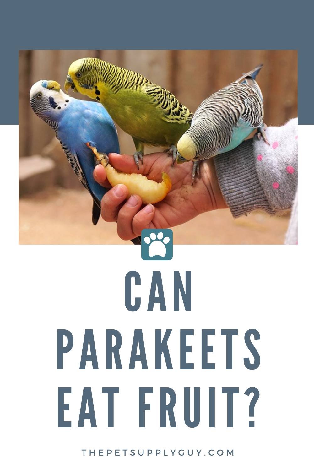 The Best Fruits To Feed Your Parakeet Master Parrot