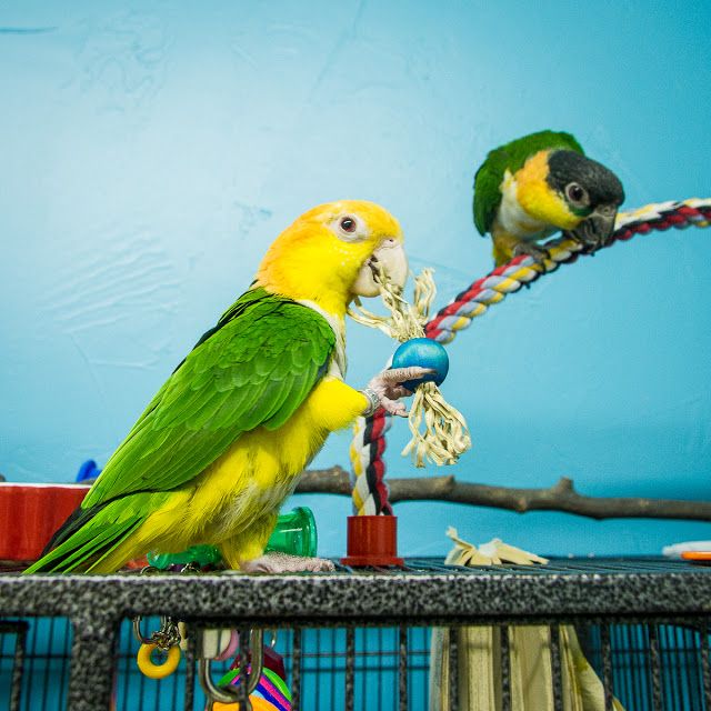 The Best Type Of Bird For You Master Parrot