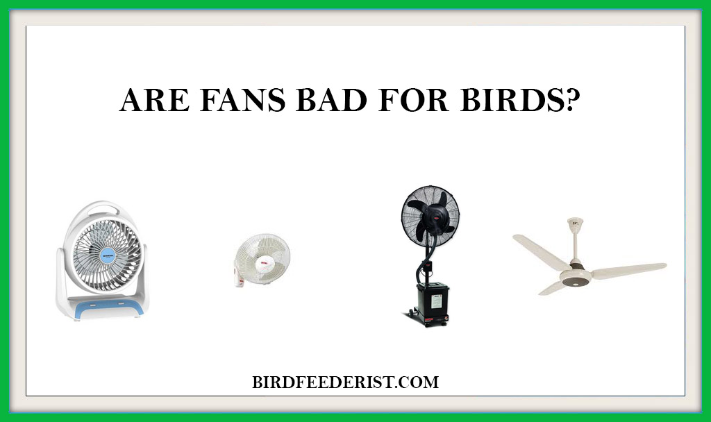 Ceiling Fans And Parakeets How To Keep Your Bird Safe Master Parrot