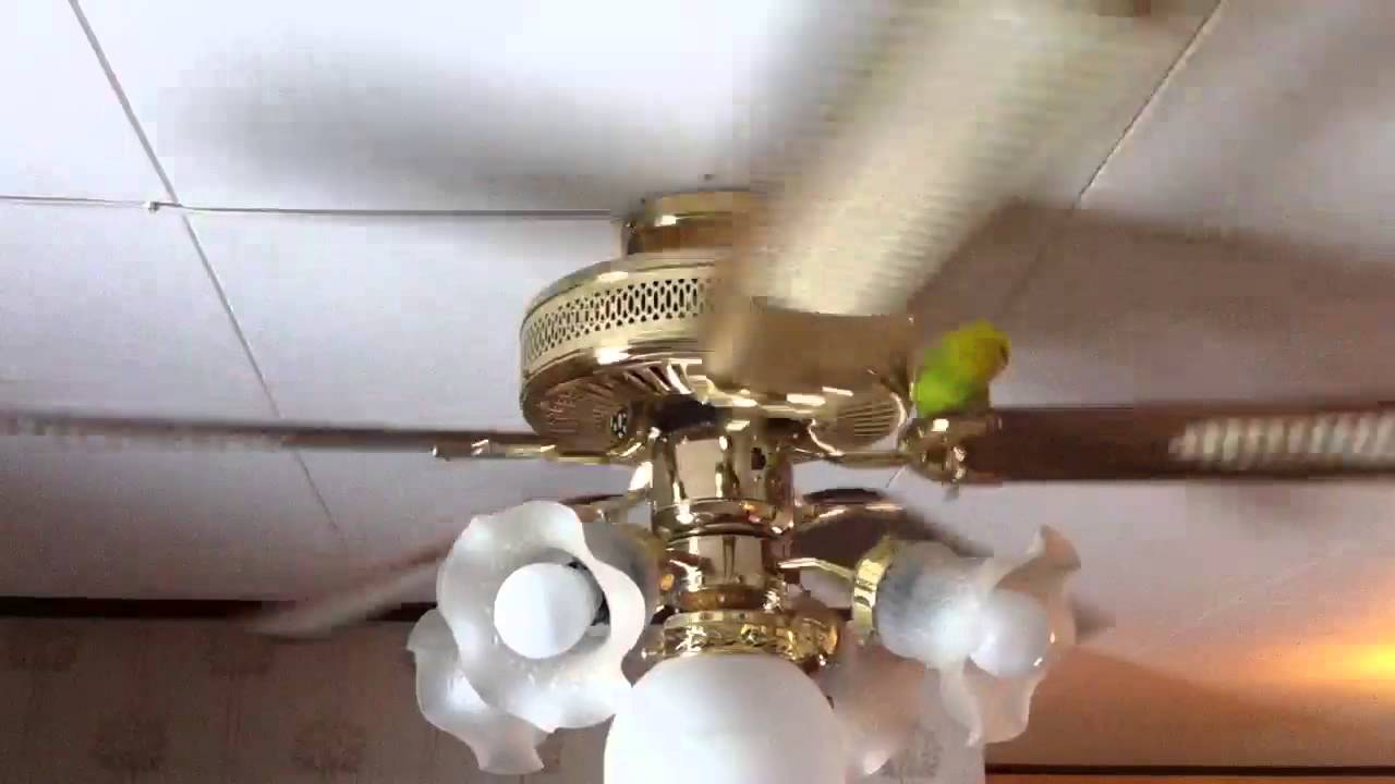 Ceiling Fans And Parakeets How To Keep Your Bird Safe Master Parrot
