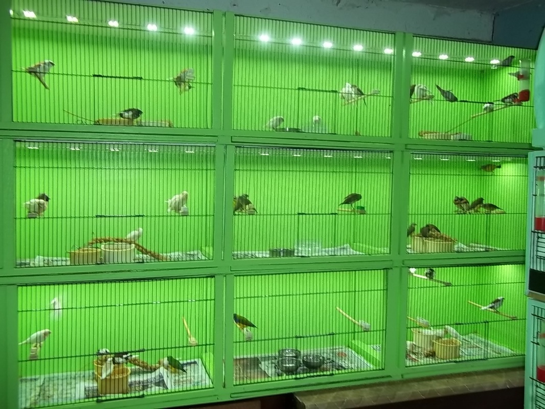 The Pros And Cons Of LED Lights For Parakeets Master Parrot