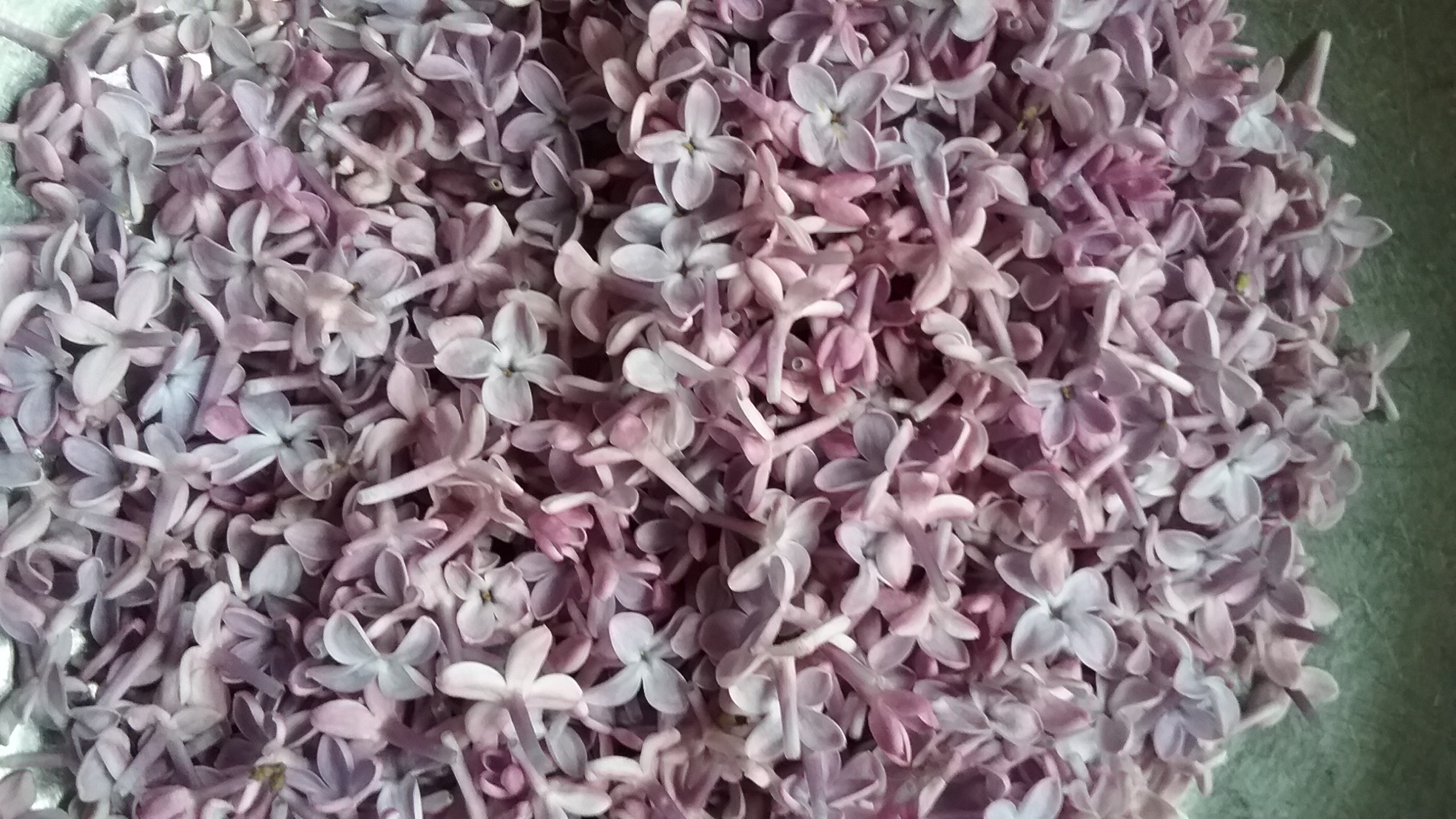 Lilac Flowers And Parakeets A Toxic Combination Master Parrot