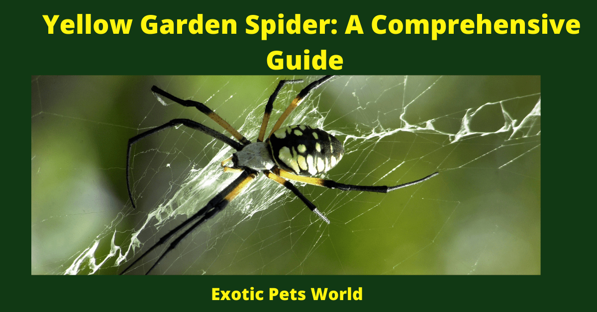 The Toxicity Of Spider Plants To Parakeets Master Parrot