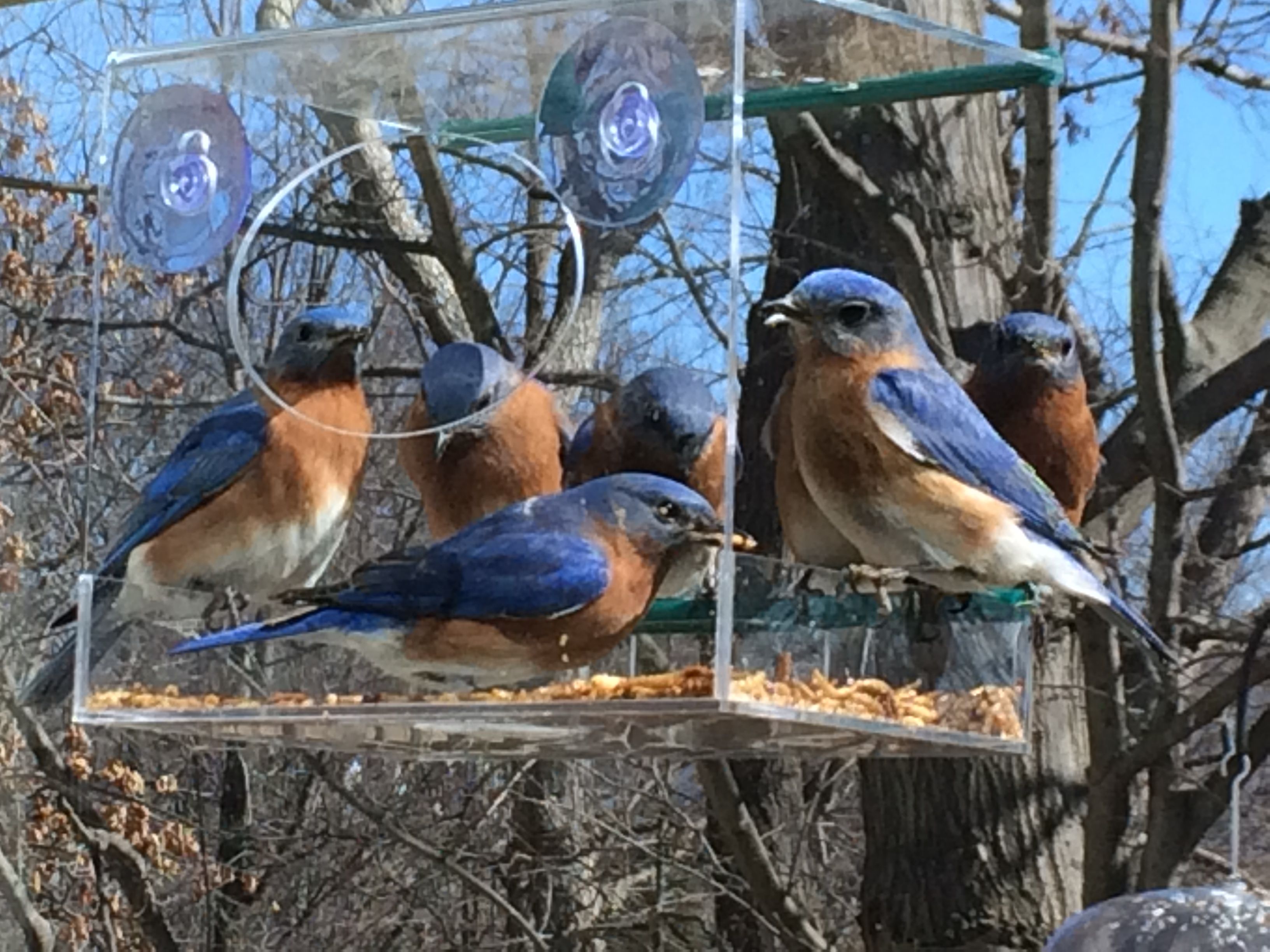 Can Parakeets Eat Steel Cut Oats? Master Parrot