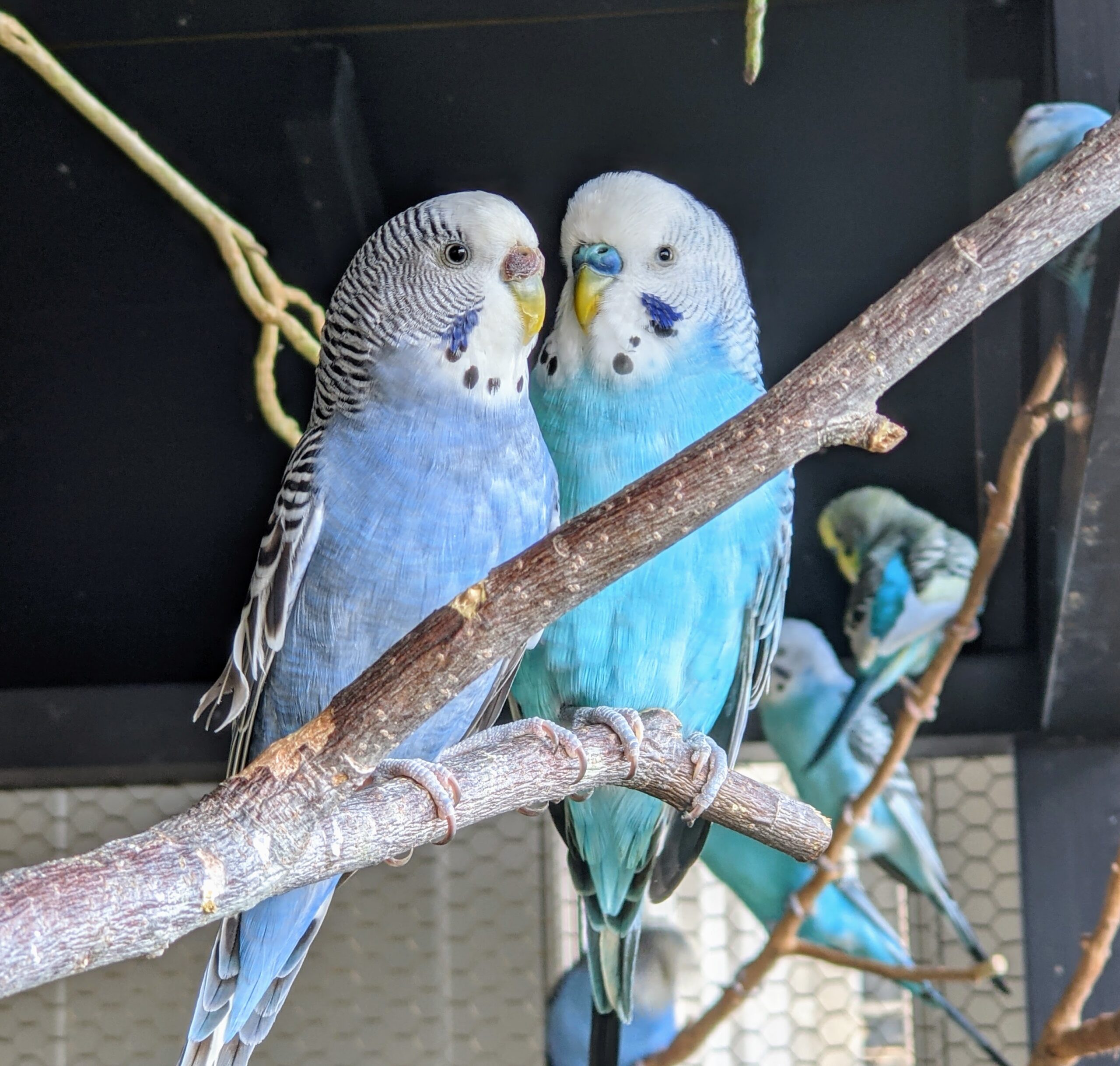 The Different Colors Of Blue And Green Parakeets Master Parrot