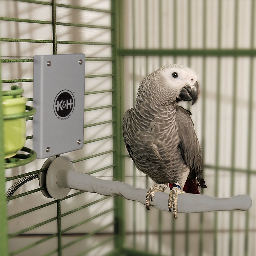 Can A Parakeet Be In A Wood Heated Environment? Master Parrot