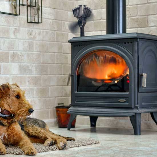 Can A Parakeet Be In A Wood Heated Environment? Master Parrot